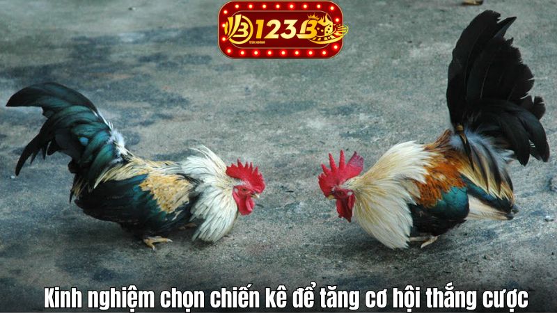 Kinh nghiệm chọn chiến kê để tăng cơ hội thắng cược